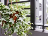 Low-Maintenance Plants for Cleaner and Healthier Air