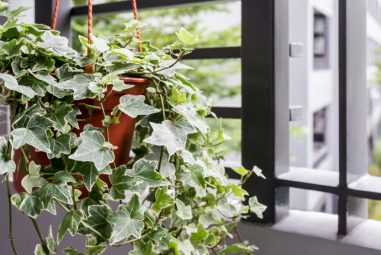 Low-Maintenance Plants for Cleaner and Healthier Air